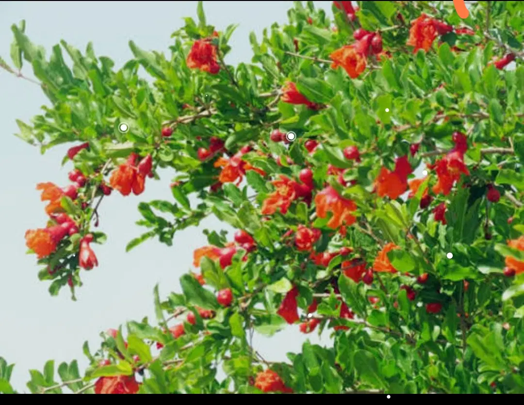 باغ انار|فروش دفتر صنعتی، کشاورزی، تجاری|ساوه, |دیوار