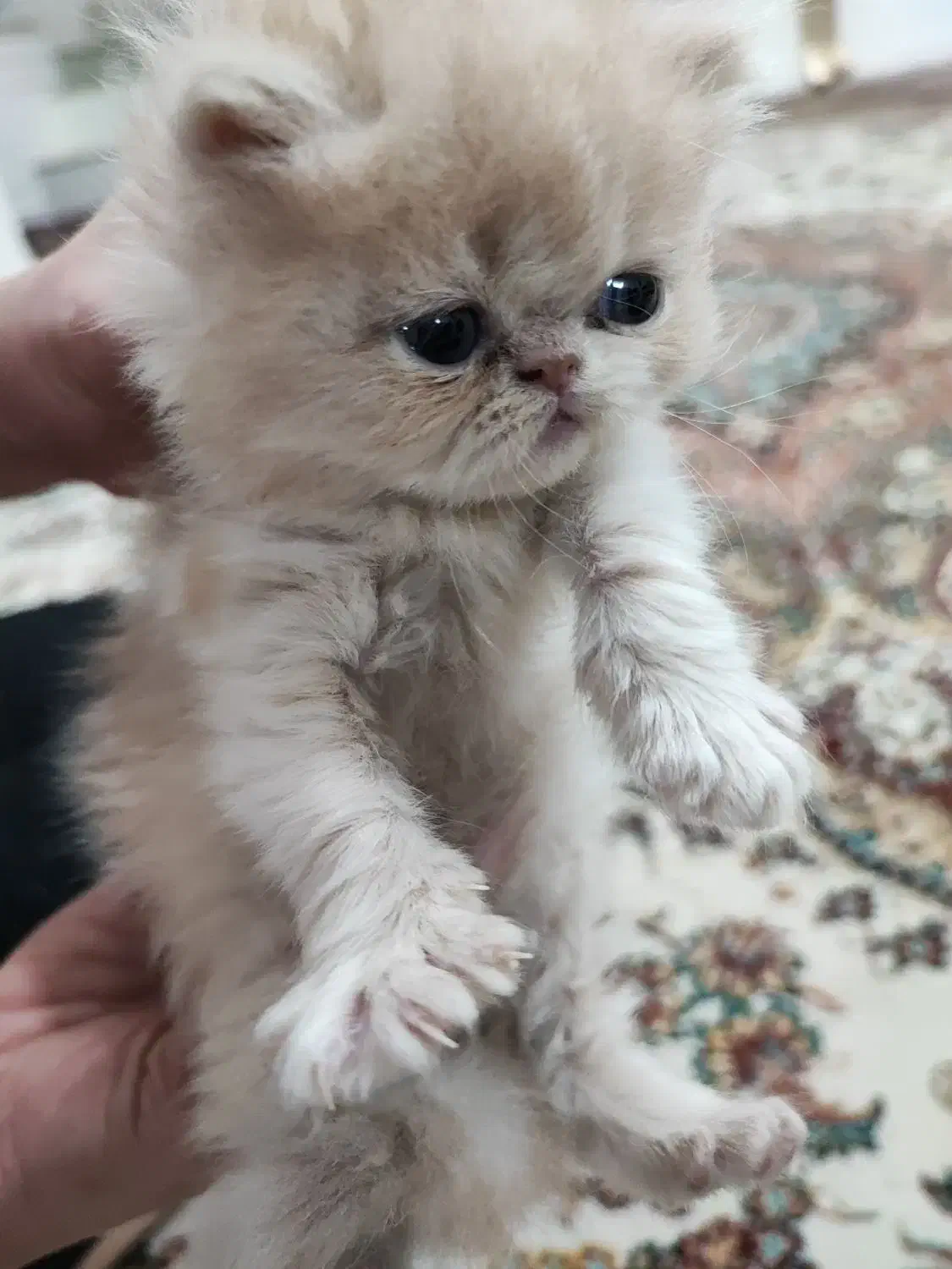 گربه پرشین|گربه|نیشابور, فردوس شمالی|دیوار