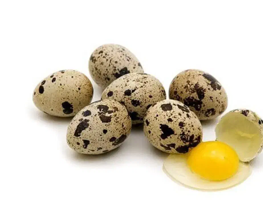 تخم بلدرچین|حیوانات مزرعه|جم, |دیوار