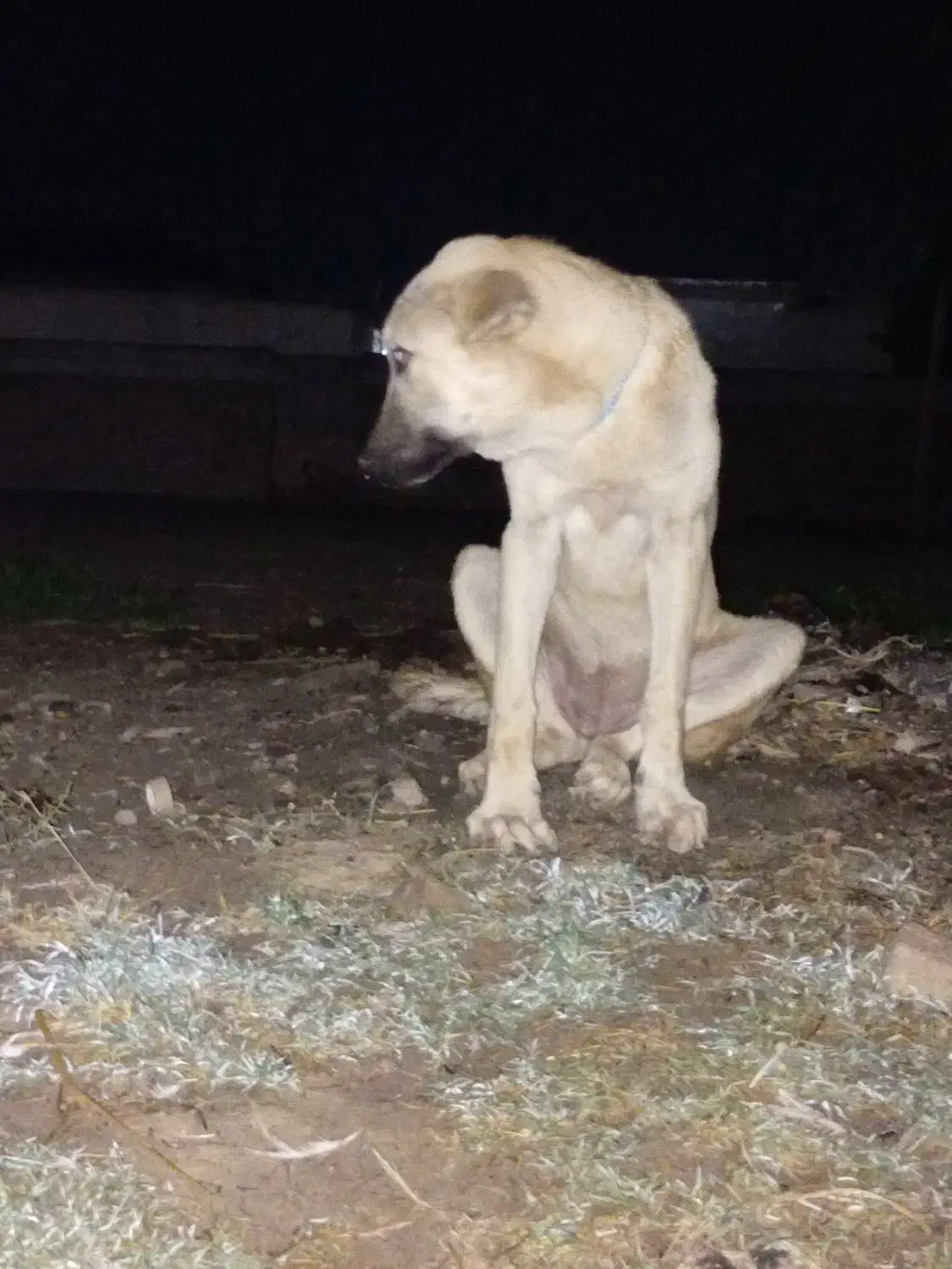 ماده پژدر۴ماهه فروشی نوه جی قهرمان|سگ|آق قلا, |دیوار