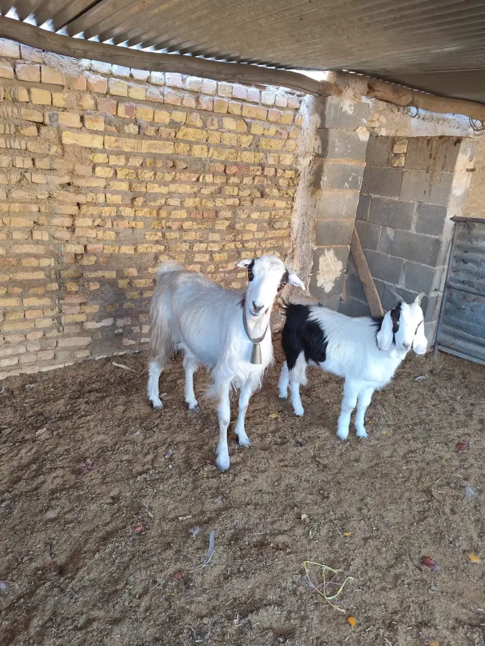 میش بره بز زایده ابستن|حیوانات مزرعه|مبارکه, |دیوار