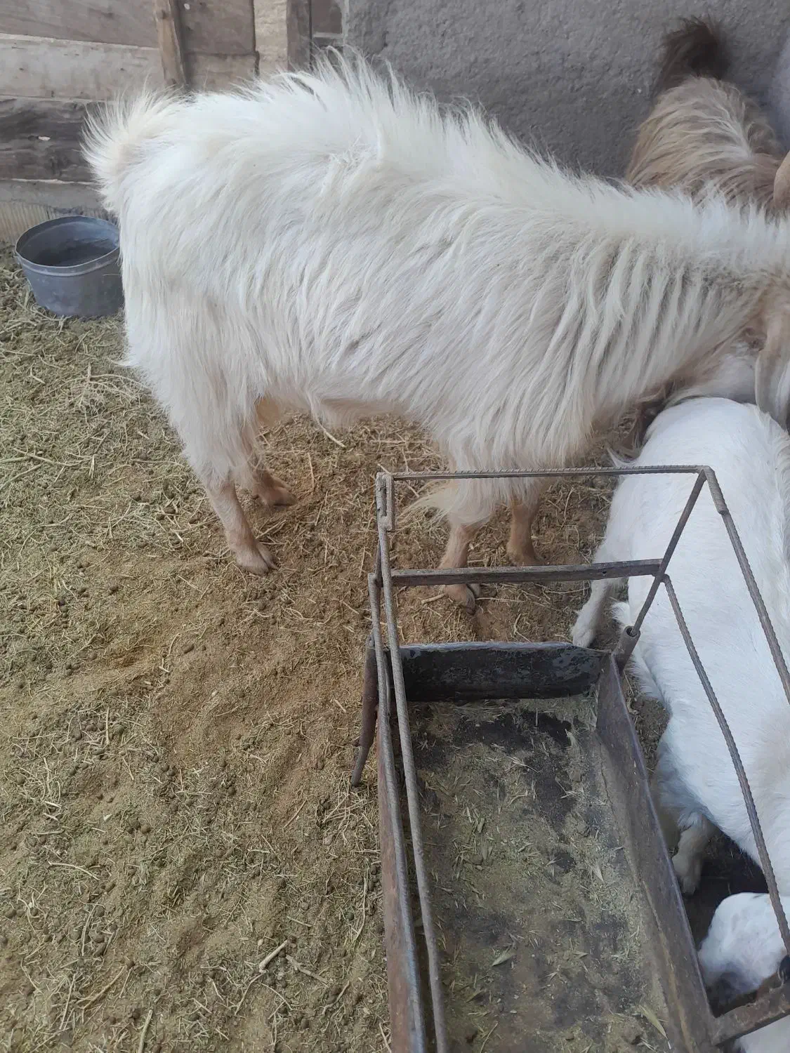 چبش دورگ|حیوانات مزرعه|آیسک, |دیوار