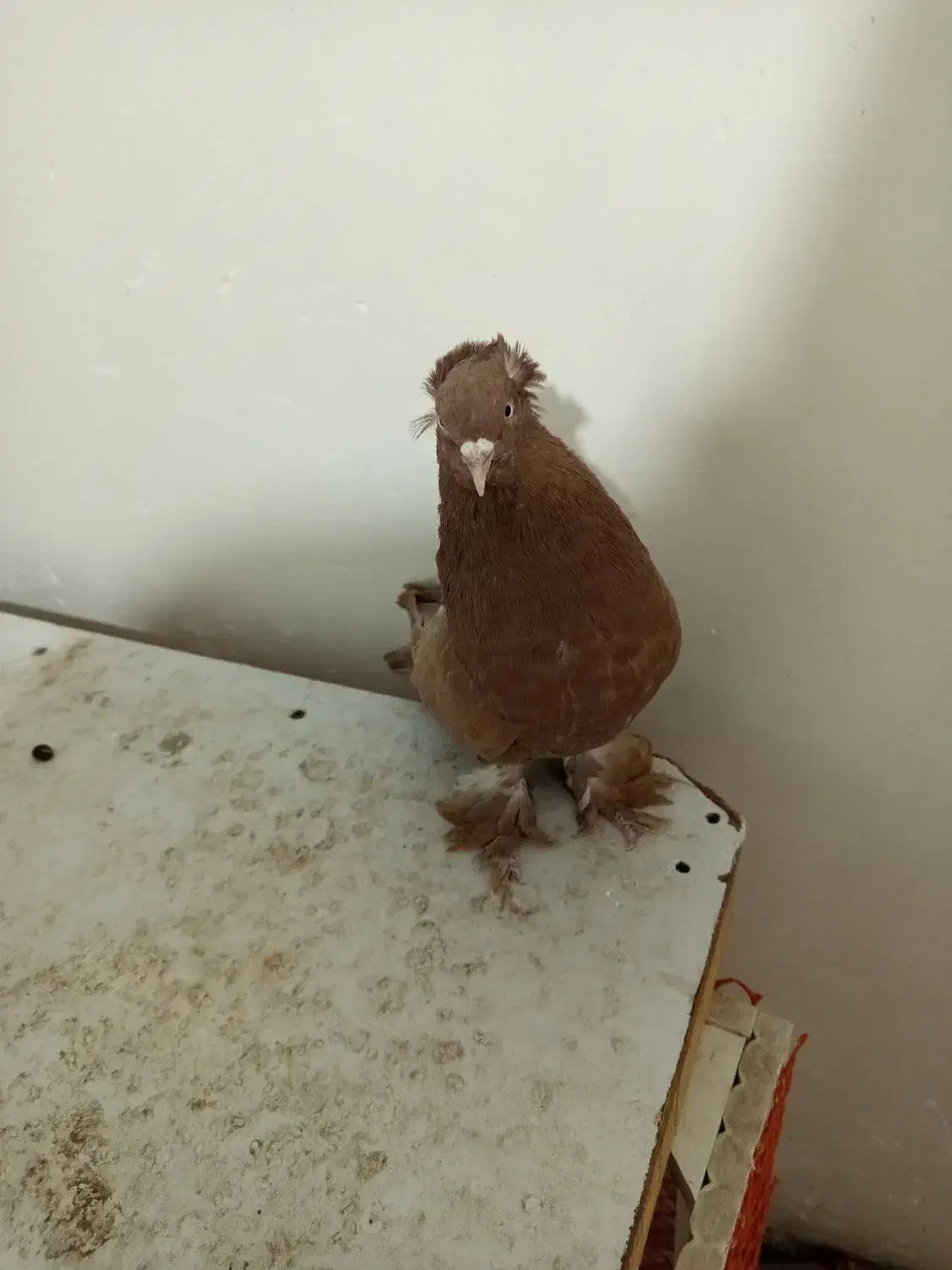 قرمز نشان فیلی و دورح|پرنده|نمین, |دیوار