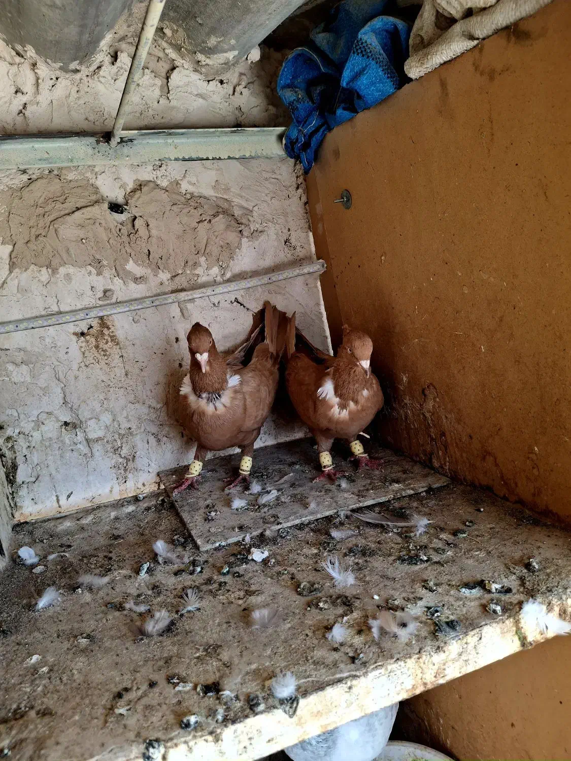 کلاغ نواری پرتغالی|پرنده|مشهد, آبکوه|دیوار