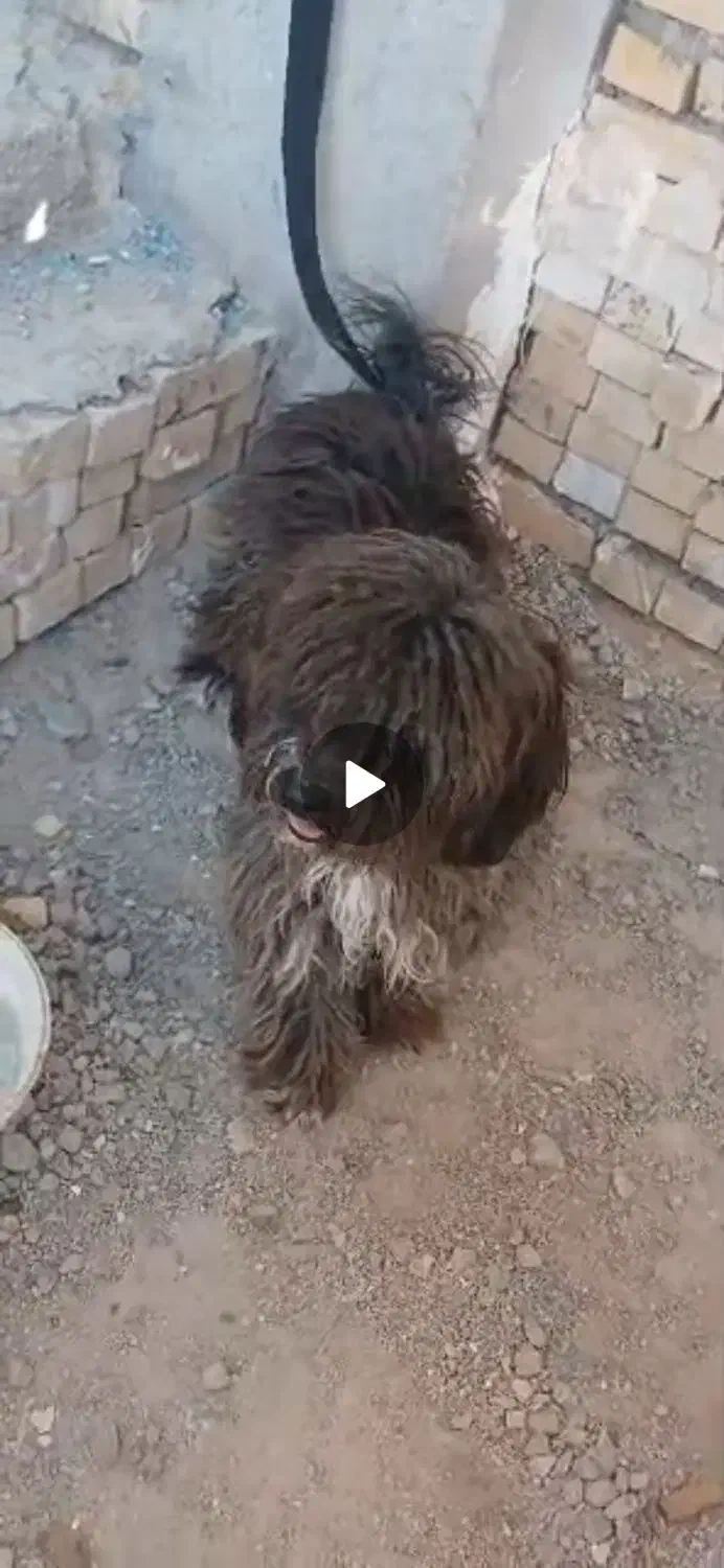 سگ پشمالویی نر|سگ|چمران, |دیوار