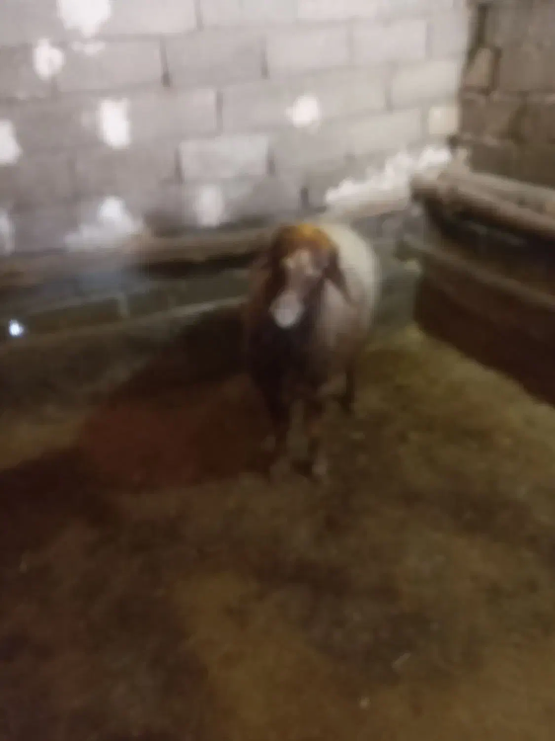 شیشک|حیوانات مزرعه|دورود, |دیوار