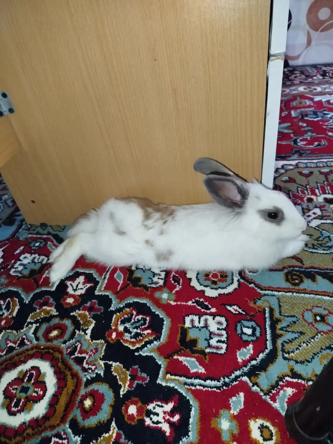 خرگوش بانمک|موش و خرگوش|قم, مهر آباد|دیوار