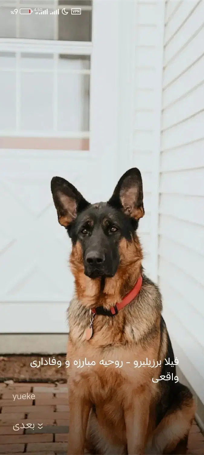 سگ خانگی|سگ|لاهیجان, کوی آزادگان|دیوار