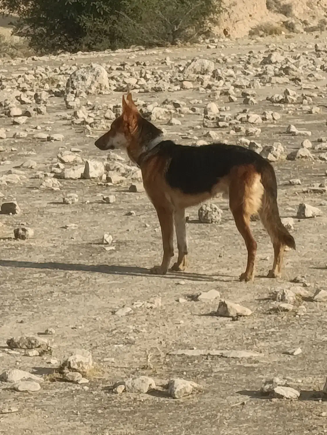 سگ جرمن|سگ|شیراز, شهرک ولیعصر|دیوار