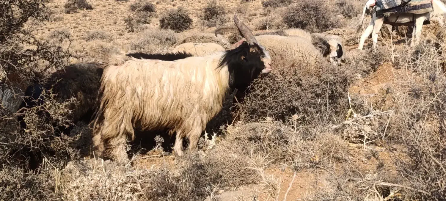 دوبر چپش دوبر بز|حیوانات مزرعه|فلارد, |دیوار