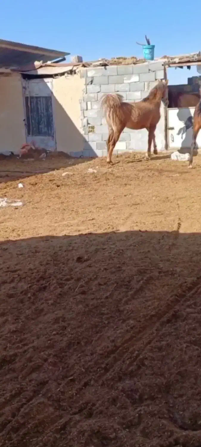 اسب مادیان|حیوانات مزرعه|فرخ‌شهر, |دیوار