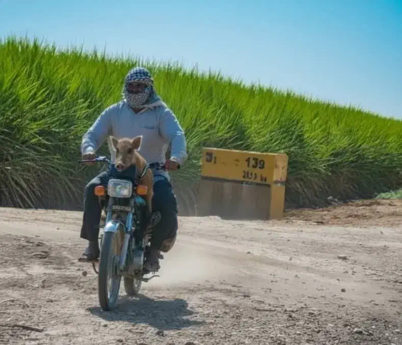 تخم اسپوست وتخم شبدل|گل و گیاه طبیعی|ایرانشهر, |دیوار