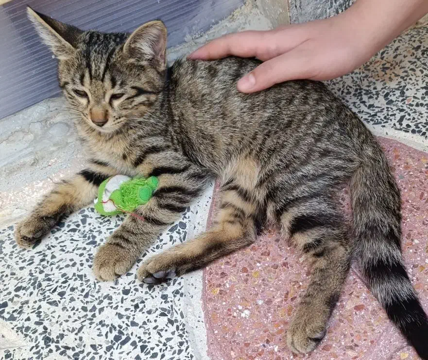 واگذاری دو بچه گربه ۸ماهه|گربه|اصفهان, عمان سامانی|دیوار