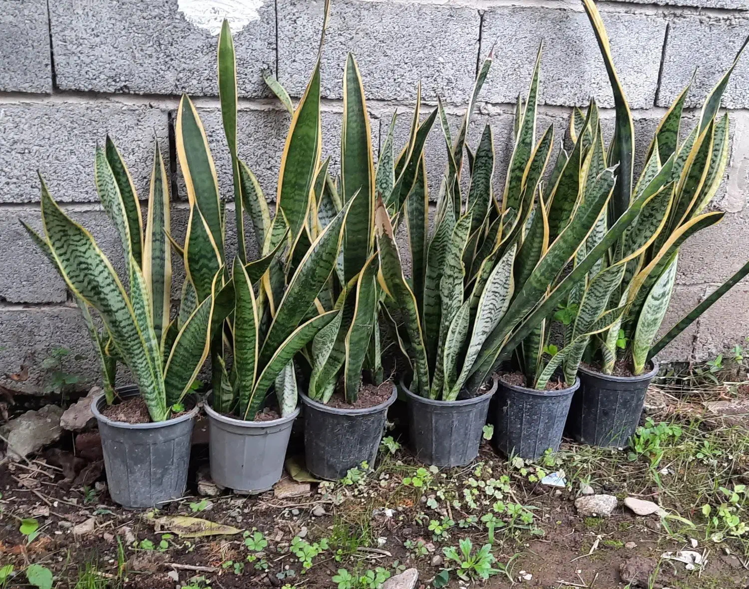 سانسوریا لبه طلایی|گل و گیاه طبیعی|رودبنه, |دیوار