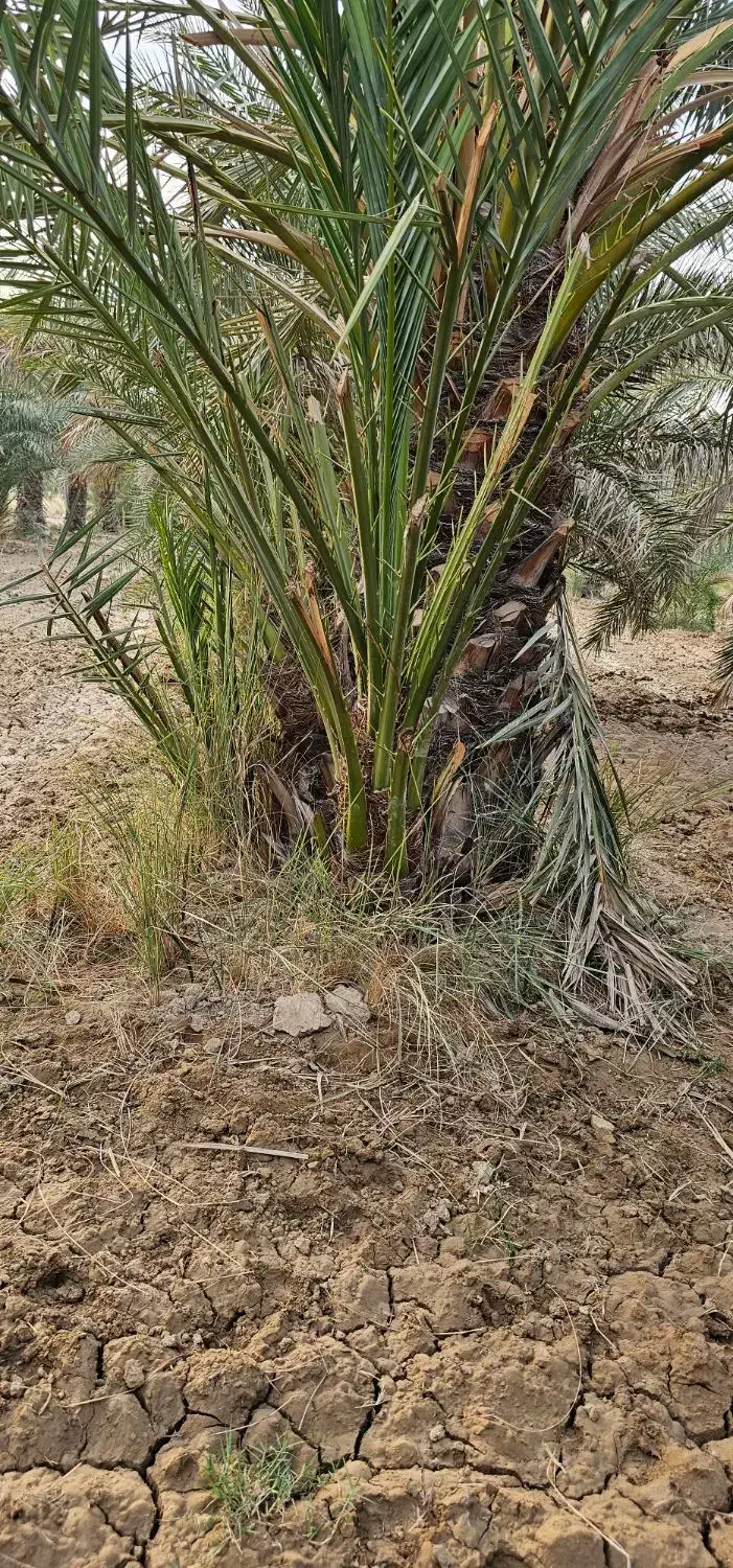 نخل برحی|گل و گیاه طبیعی|چمران, |دیوار