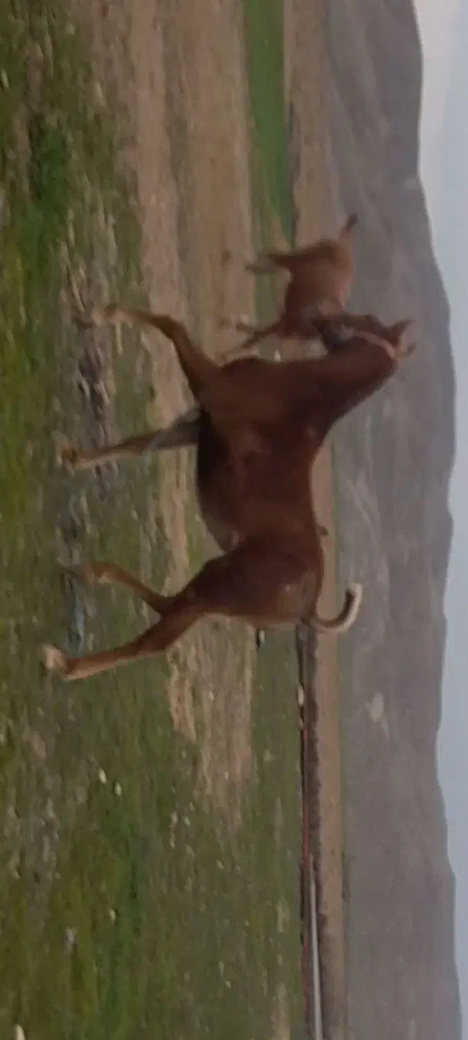 مادیان|اسب و تجهیزات اسبسواری|پلدختر, |دیوار