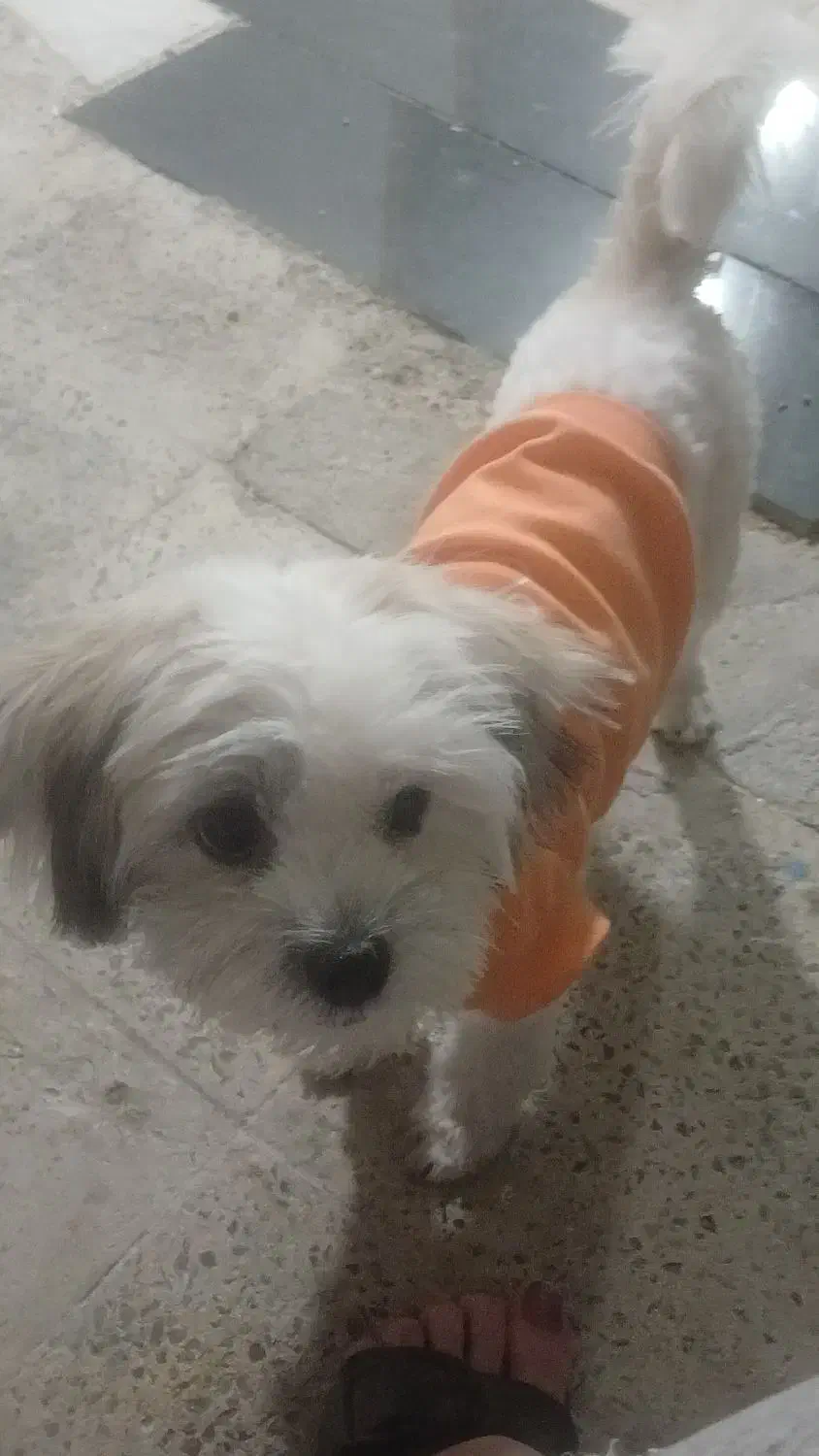 سگم گمشده|حیوانات|چهارباغ, |دیوار