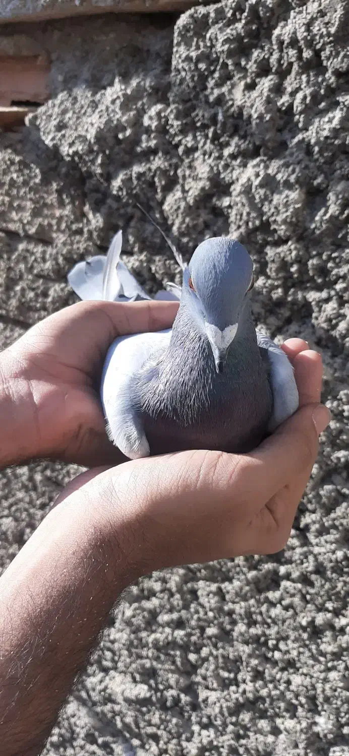 کبوتر سبز|پرنده|کلاله, |دیوار