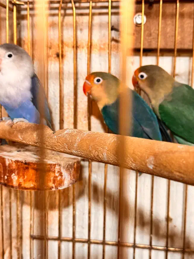 کوتوله برزیلی پاربلو|پرنده|پردیس, کمرد|دیوار