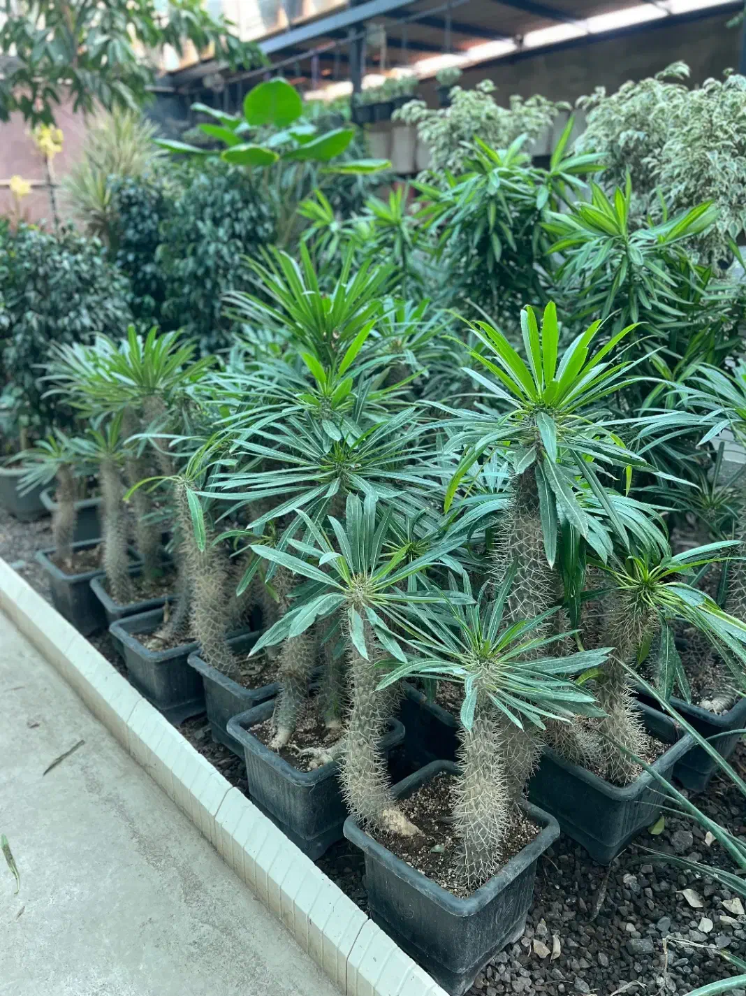 نخل ماداگاسکار|گل و گیاه طبیعی|رشت, بیجارپس|دیوار