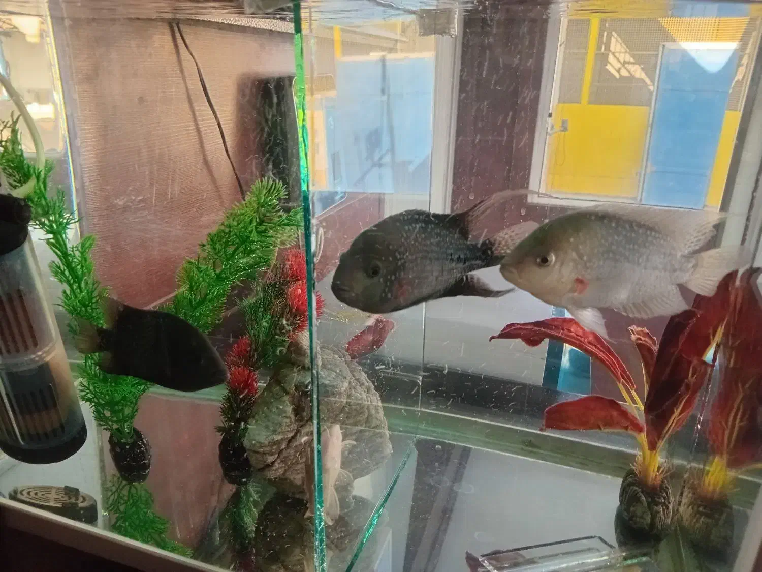 ماهی فلاور کامفار ۴ عدد|ماهی|تهران, خلیج فارس|دیوار