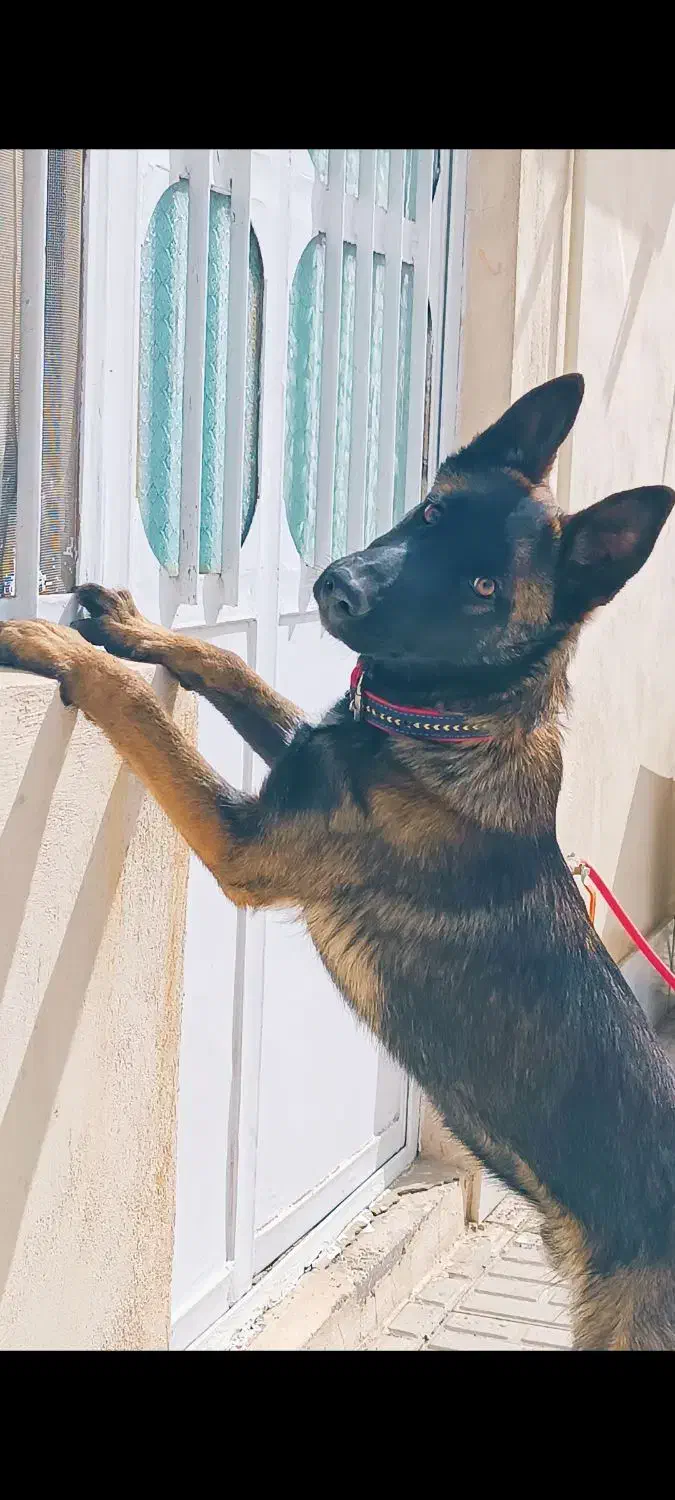 مالی نیوز|سگ|جیرفت, |دیوار