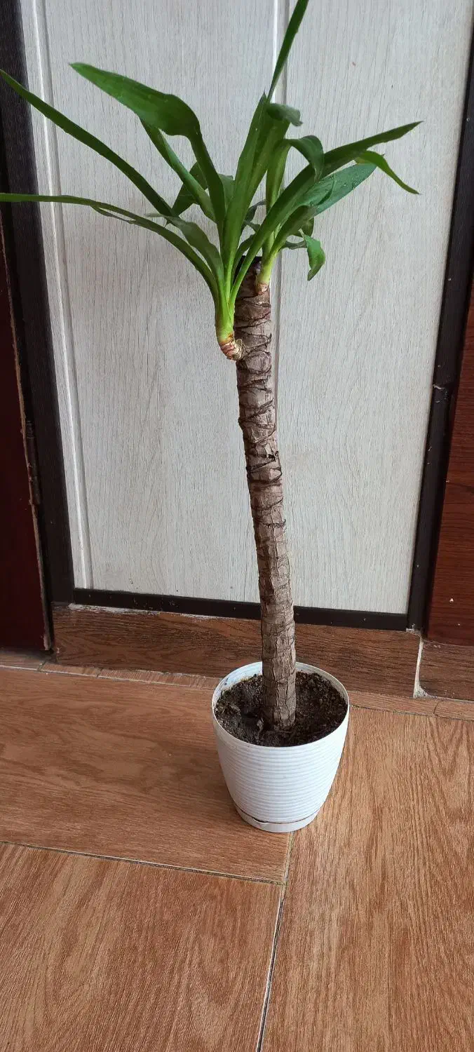 قلمه سینگونیوم وبرگ انجیری وگلدونها|گل و گیاه طبیعی|مشهد, چهارچشمه|دیوار