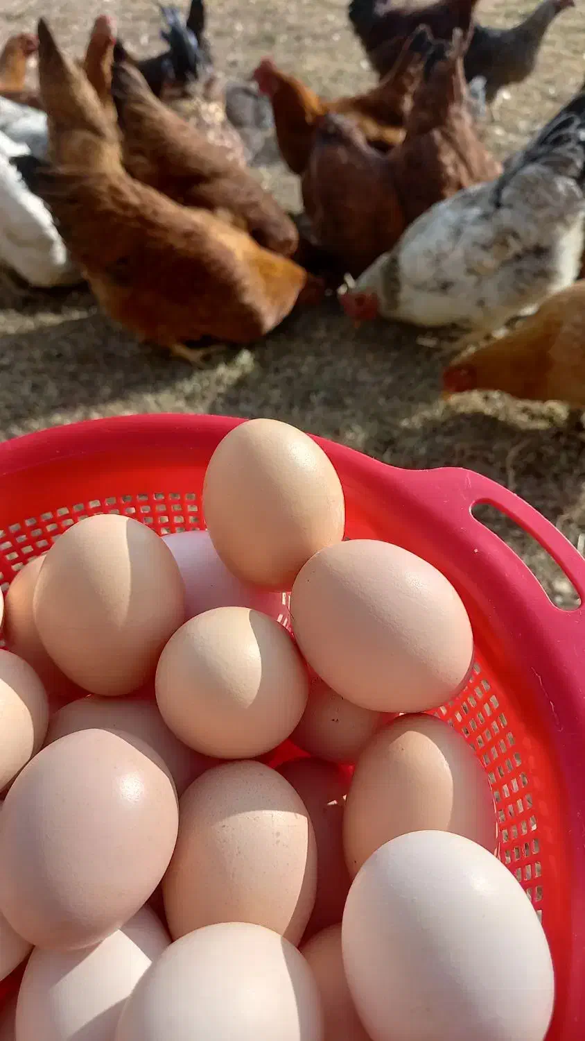 تخم مرغ ارگانیک خانگی دونه ای ۹ تومان|خوردنی و آشامیدنی|گلپایگان, |دیوار