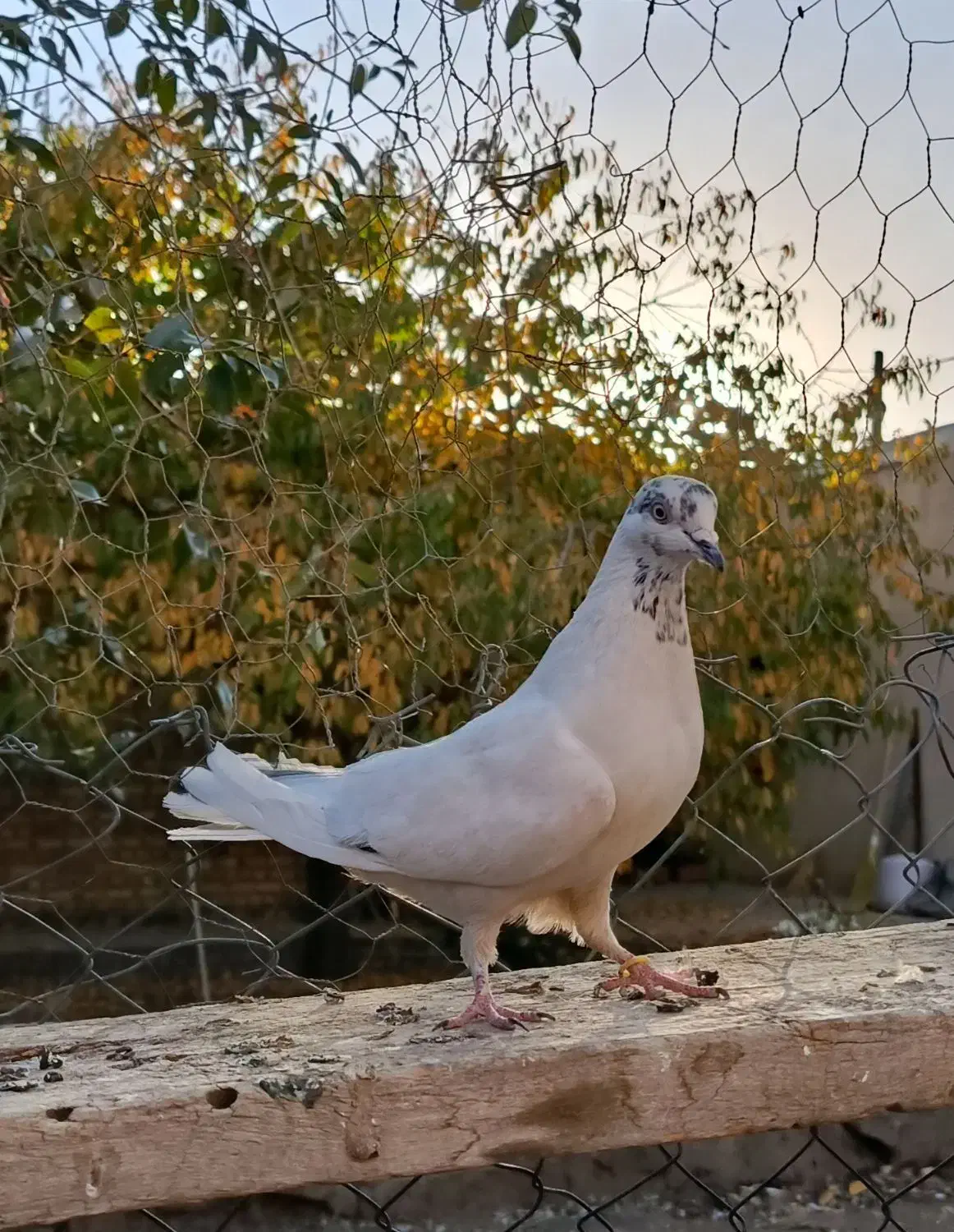 کبوتر|پرنده|صائین قلعه, |دیوار