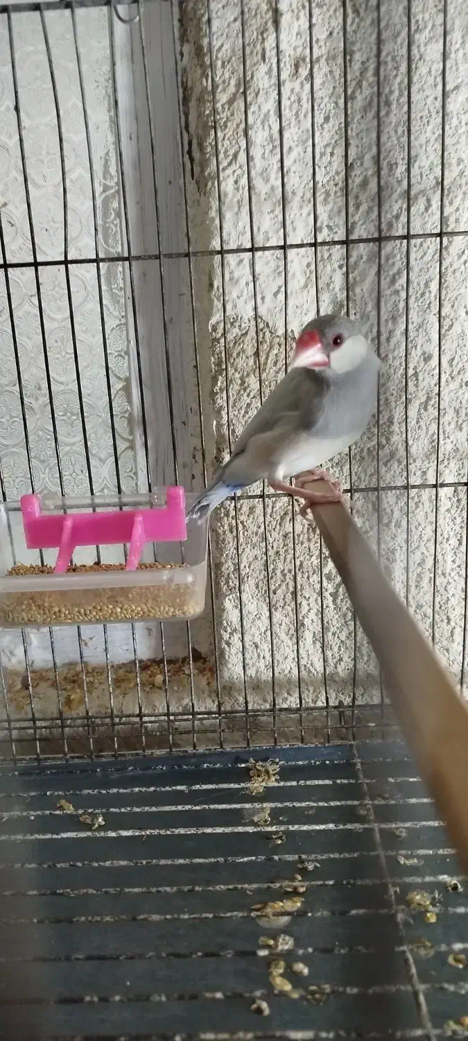 مجسمه|مجسمه، تندیس، ماکت|زابل, |دیوار