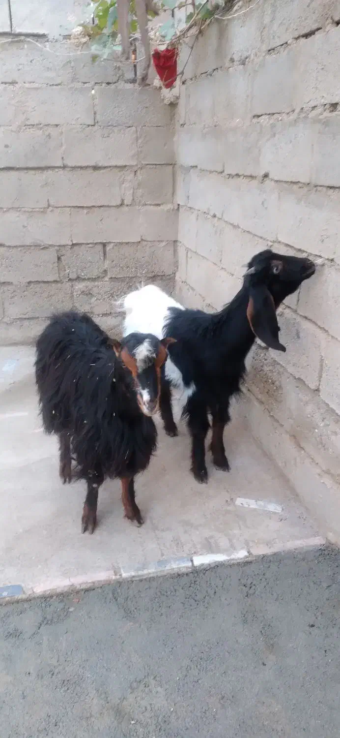 باسلام فروش دو عدد بزغاله سالم وسرحال|حیوانات مزرعه|لیلان, |دیوار