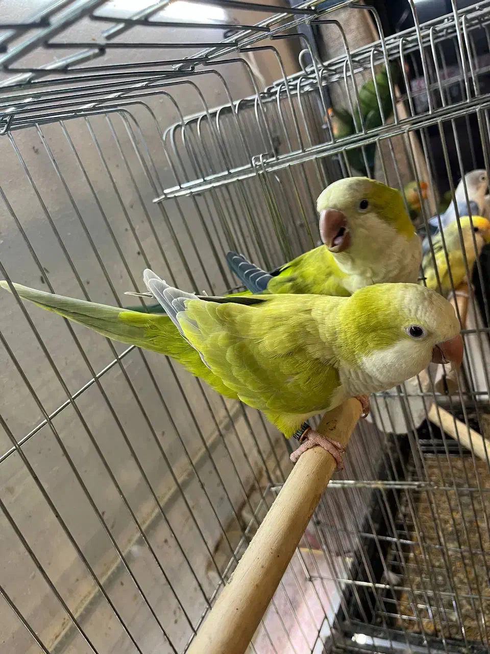 طوطی راهب سبز پسته ای و اپلاین|پرنده|آمل, |دیوار