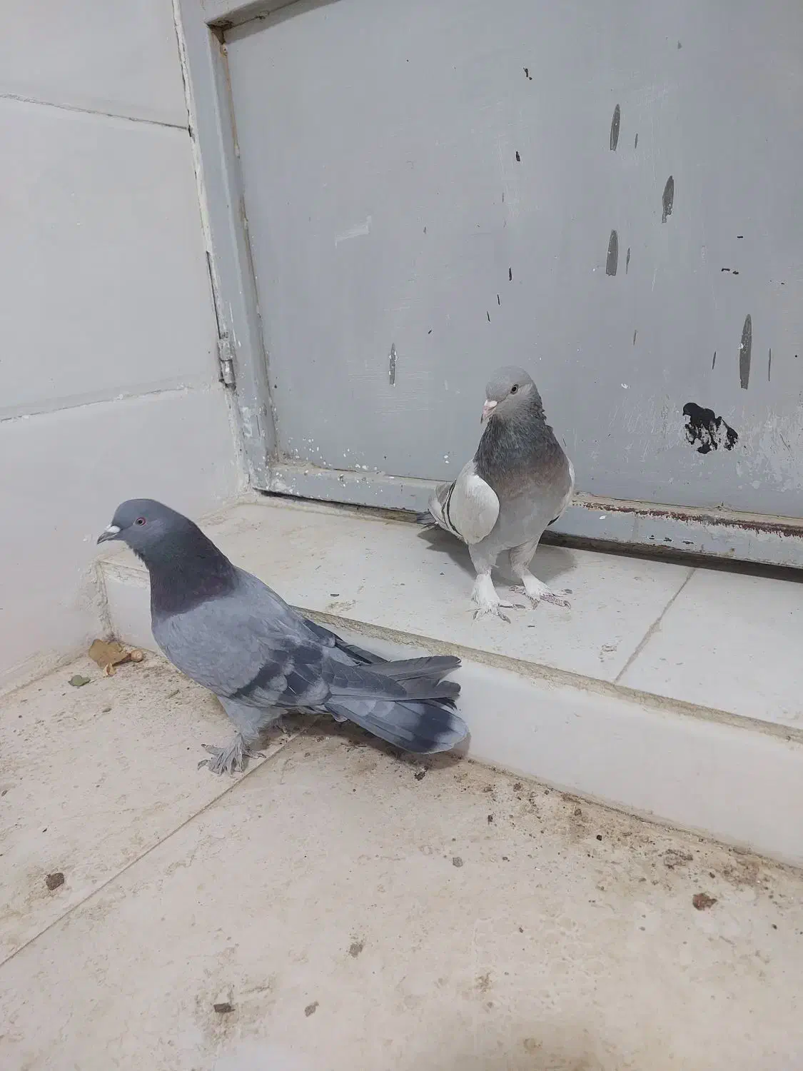 جفت پر|پرنده|بروجن, |دیوار