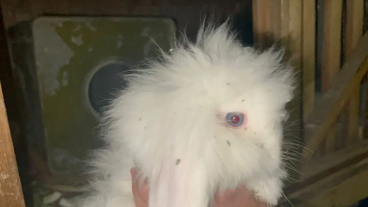 خرگوش لوپ|موش و خرگوش|شاهینشهر, شهرک میلاد|دیوار