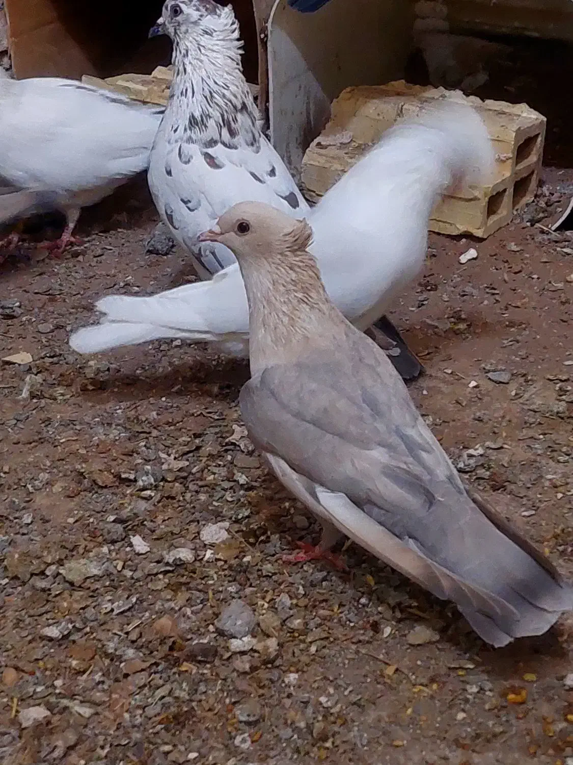 دو موشی طلایی نر|پرنده|فردوس (خراسان), |دیوار