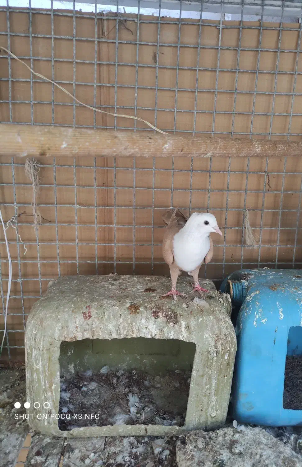 کله سفید|پرنده|بردسکن, |دیوار