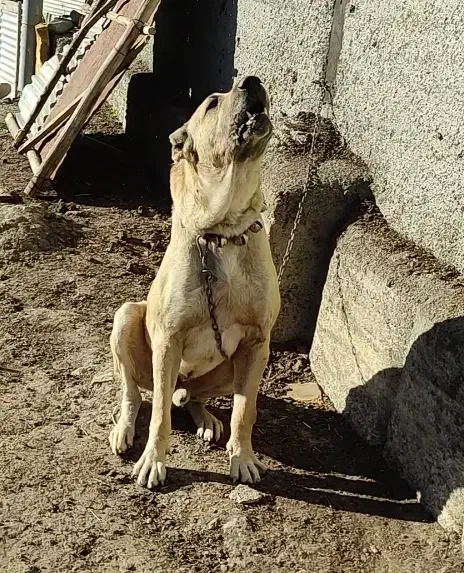 سگ گله|سگ|بلده, |دیوار