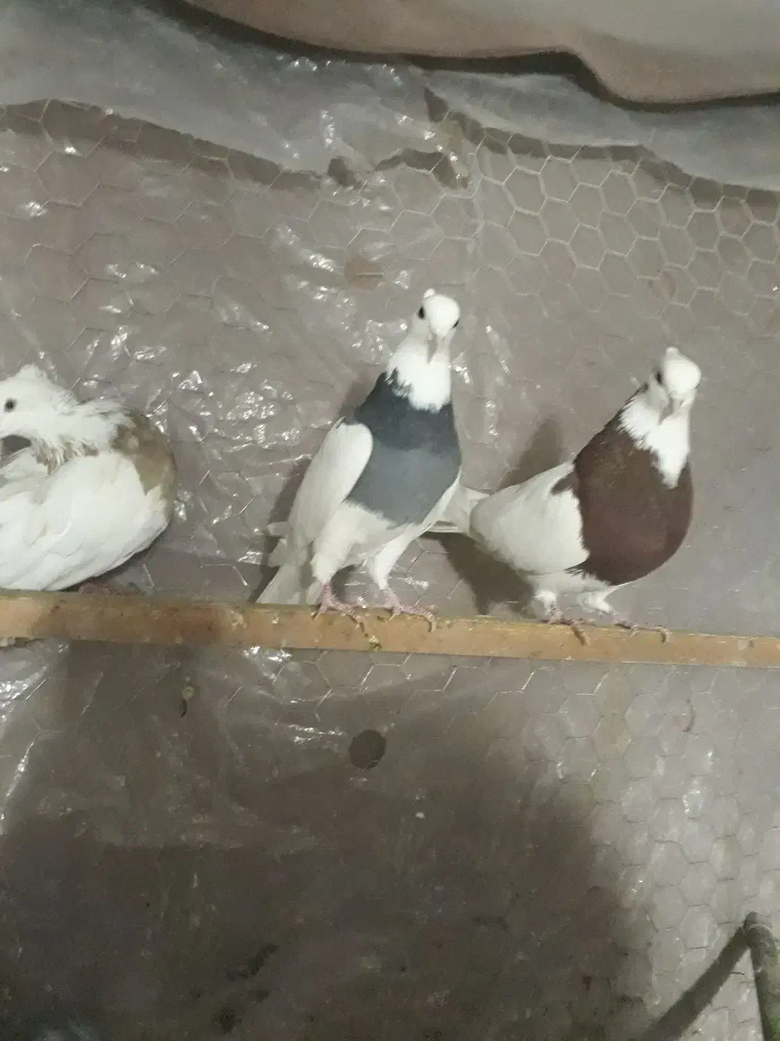 کبوتررنگی سینه دم قهوای طوقی پرشی|پرنده|کرج, حصارک بالا|دیوار