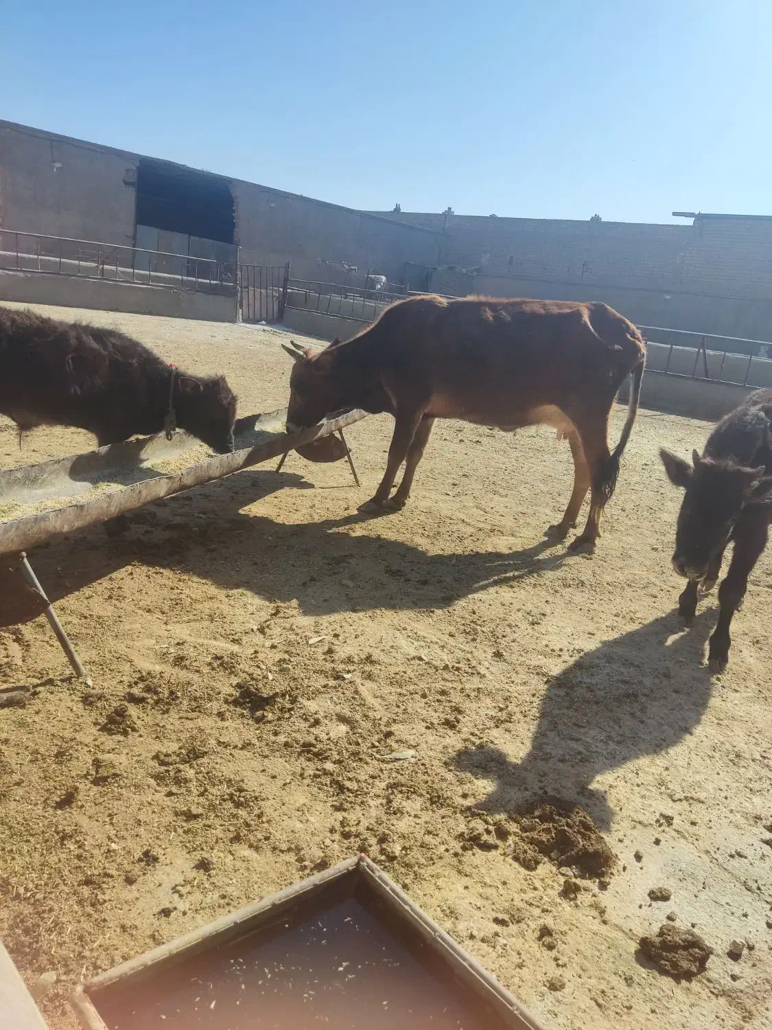 گاو.بادوتا گوساله|حیوانات مزرعه|قم, علی آباد سعدگان|دیوار