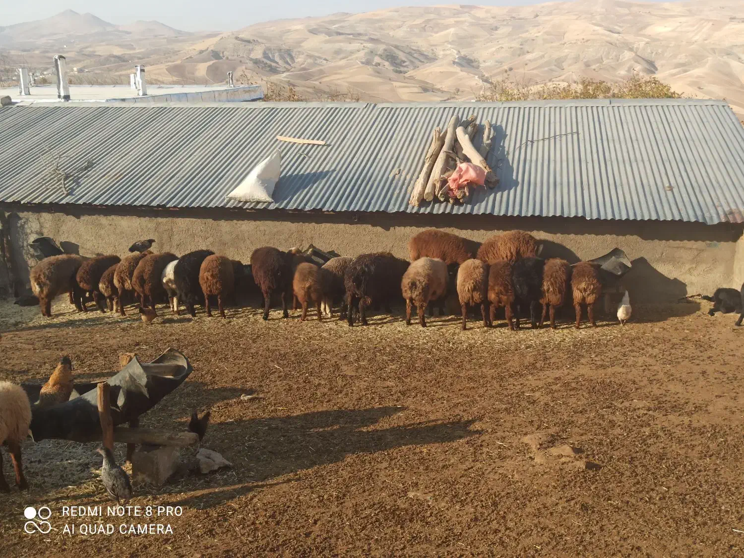 بره نر|حیوانات مزرعه|نورآباد, |دیوار