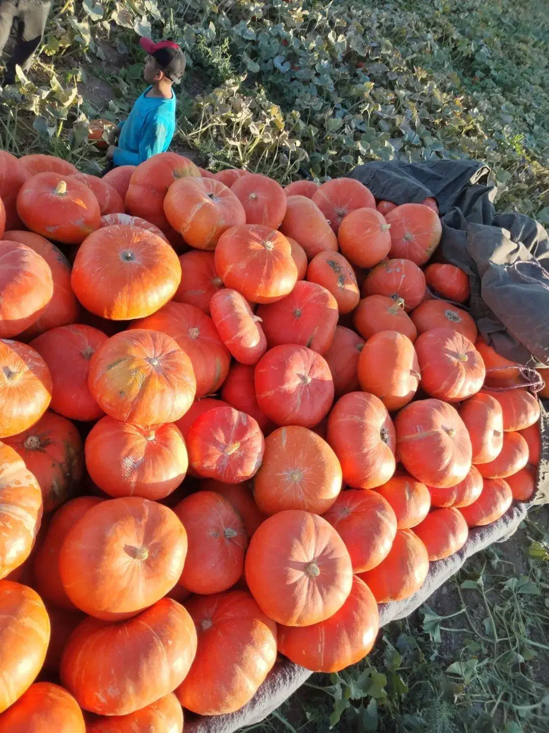 کدو حلوایی ب صورت عمده|خوردنی و آشامیدنی|شیراز, باهنر|دیوار