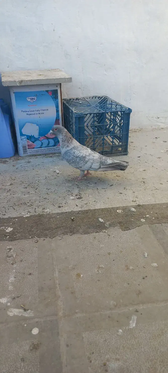 کبوتر جوجه گیری|پرنده|سبزوار, قصبه غربی|دیوار