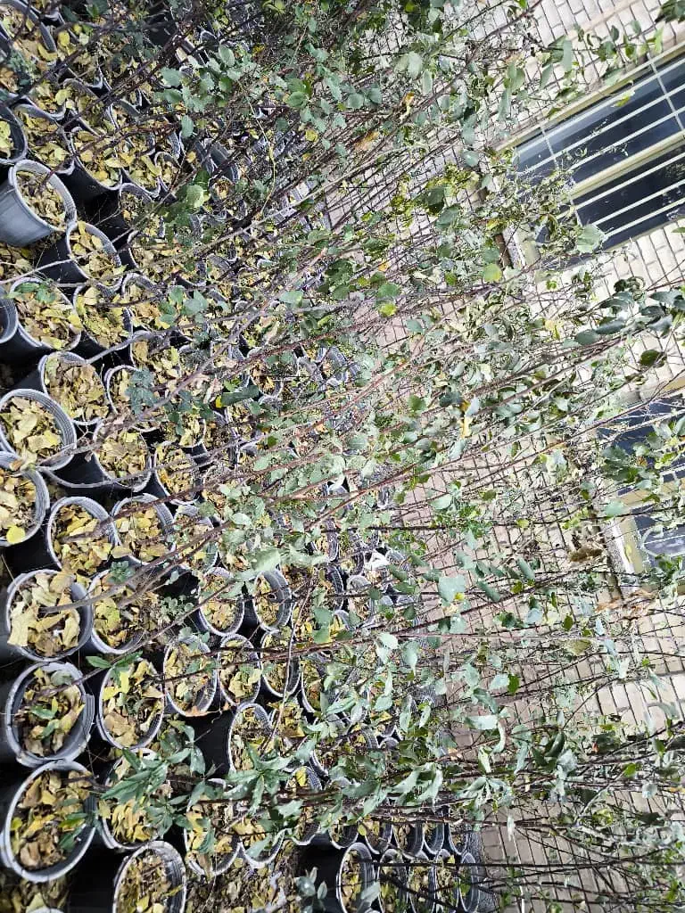 فروش انواع درخت و گل|خدمات باغبانی و درختکاری|شیراز, کوزه گری|دیوار