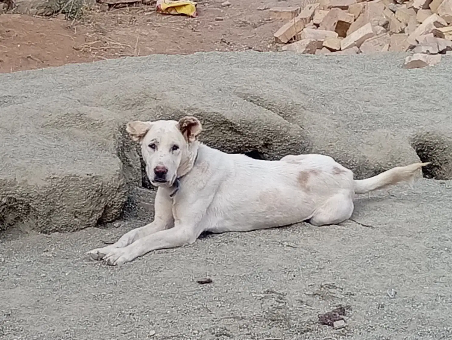 ماده پژدر|سگ|صالح آباد, |دیوار