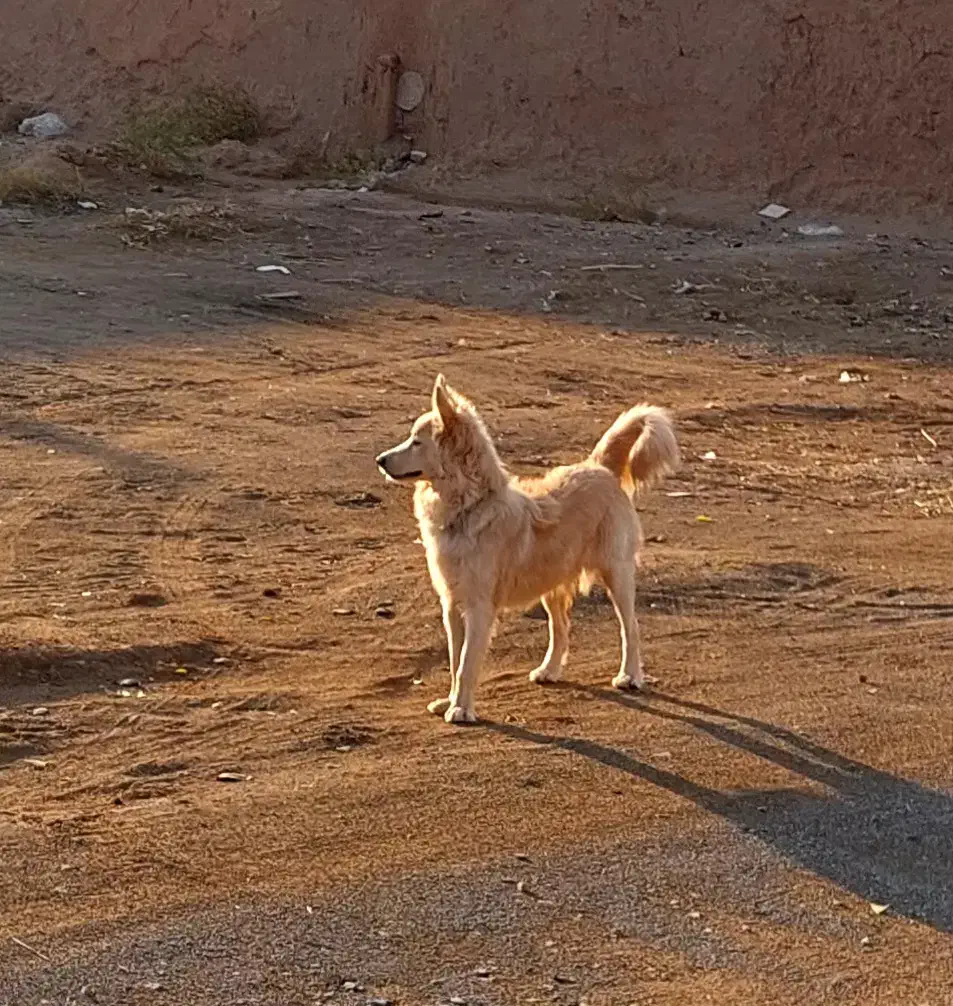 سگ گرگی|سگ|ششطراز, |دیوار