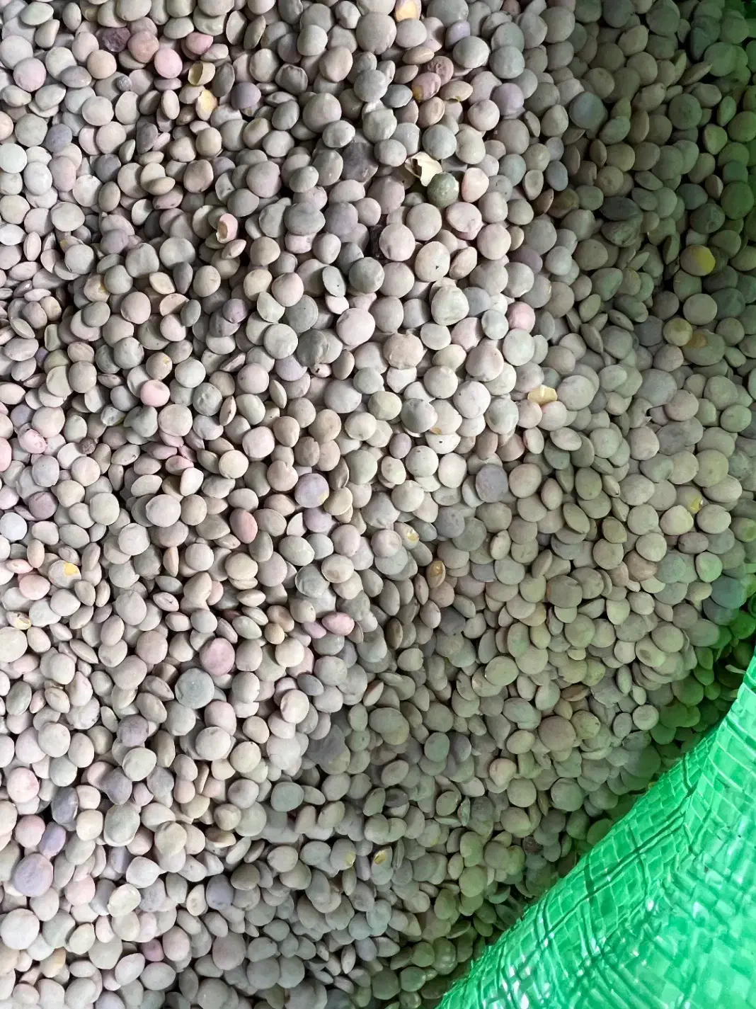 عدس|لوازم جانبی حیوانات|کرج, برغان|دیوار