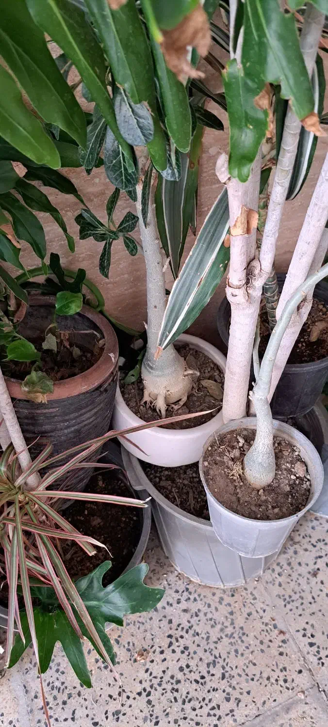 ح ر ا ج گیاهان آپارتمانی|گل و گیاه طبیعی|کرج, بنیاد|دیوار