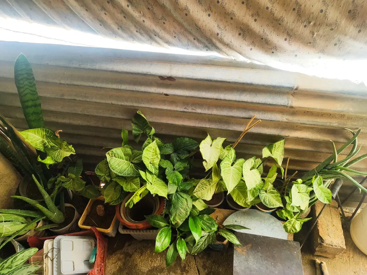 ارزونی|حراج|سرپل ذهاب, |دیوار