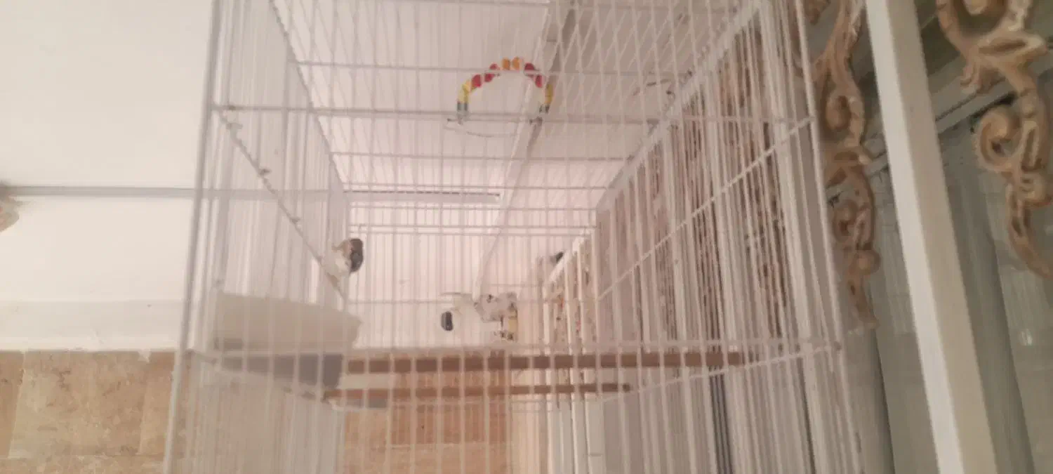 قفس فوق بزرگ پرنده عروس مینا طوطی فنچ کفتر|لوازم جانبی حیوانات|مشهد, شهید بهشتی|دیوار