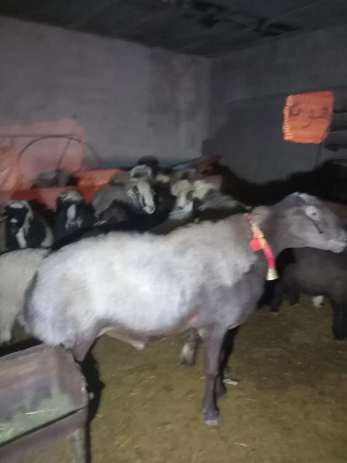 گوسفند بره بزغاله کوساله میش|حیوانات مزرعه|ری, بیبی شهر بانو|دیوار